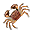 Red King Crab